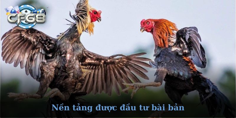 Trải nghiệm đá gà CF68 có gì đặc biệt?