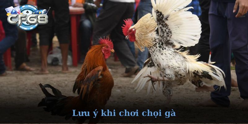 Những lưu ý quan trọng khi chơi đá gà CF68