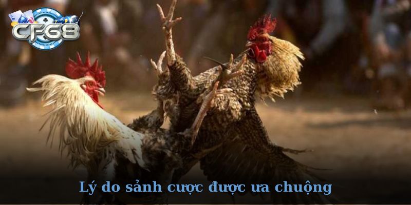 Vì sao đá gà CF68 được ưa chuộng rộng rãi?